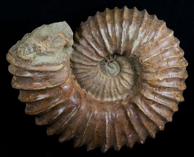 Large ( Wide) Mantelliceras Ammonite #6402